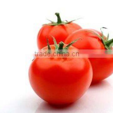 Fresh tomatoes