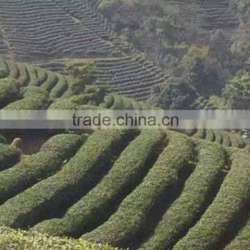 China Supplier Tea Leaf Pekoe Tea photo-6