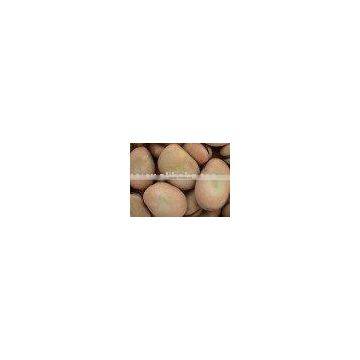 Organic Broad Bean