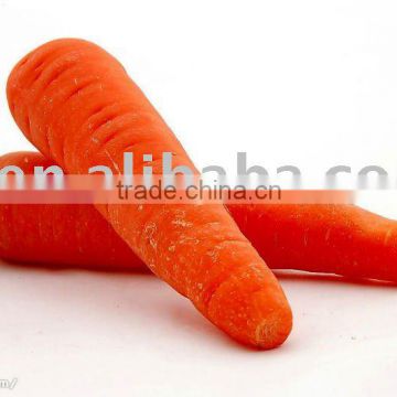 fresh carrot