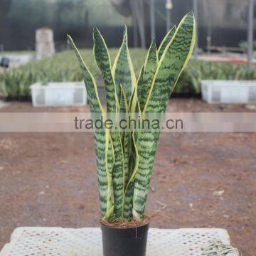 Sansevieria bonsai nursery