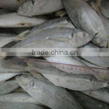 Frozen IQF Horse Mackerel