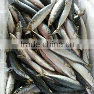 Mackerel For Bait