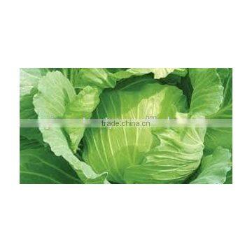 VIET NAM FRESH CABBAGES VIETGAP photo-3