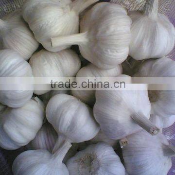 Fresh China Garlic photo-2