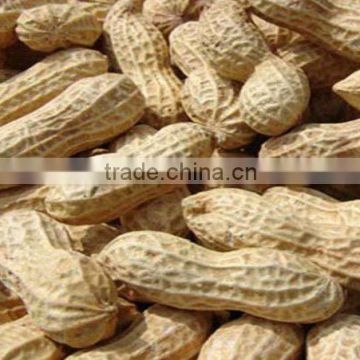 2012 crop Roasted peanut in shell