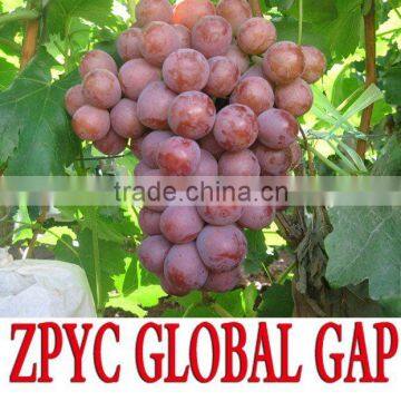 fresh red globe grape