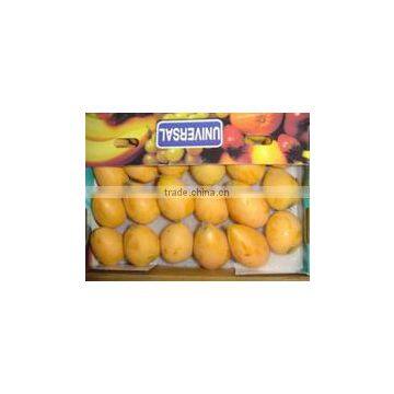 Bulk Quanity Egypt Loquat