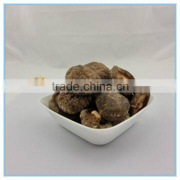 Suizhou Smooth Log Shiitake Mushroom Planting in Spring