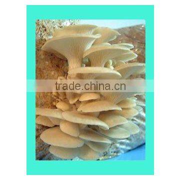 oyster mushroom