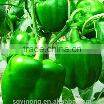 High yield sweet pepper seeds blocky pepper seeds Bellyham F1