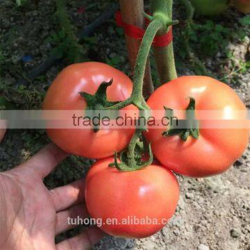 Hot sale Indeterminate Growth Pink&Firm Tomato Seeds