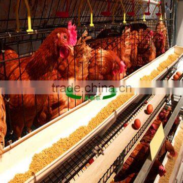 Design poultry cages for laying egg chicken/poultry equipment