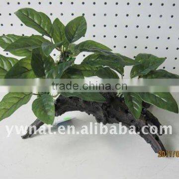 aquarium plants