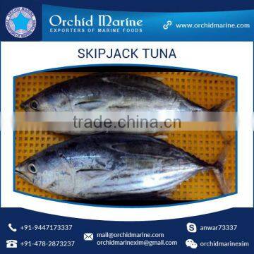 Frozen Skipjack Tuna Whole Round Frozen Tuna Fish Price photo-2