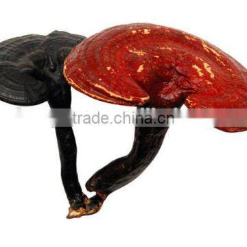 100% Nature Reishi Mushroom Ganoderma Lucidum Extract Ganoderma Lucidum Spore Oil Softgel Reishi Soft Capsule photo-2