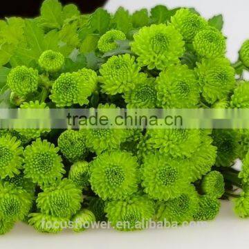 2017 Newest Chrysanthemum Fresh Cut Flowers Chamomile Green photo-3
