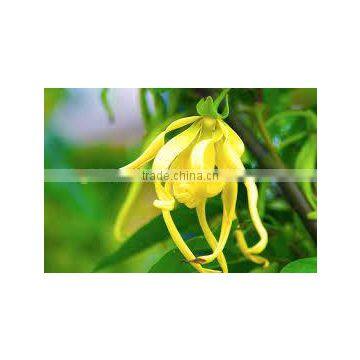 Ylang Ylang Oil photo-2