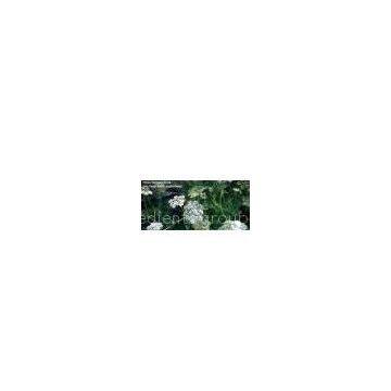 Common Cnidium Fruit P.E. 30% Osthole HPLC