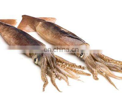 China Frozen Illex Squid Argentina Illex Squid photo-5