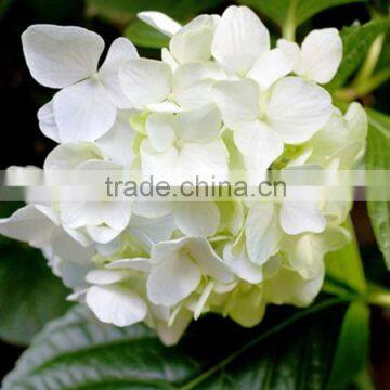 Newest OEM Top Sell White Hydrangea Bouquet photo-2