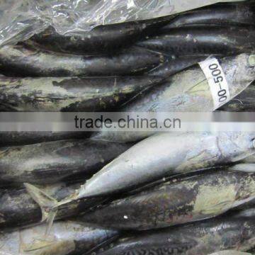 BQF frozen bonito fish