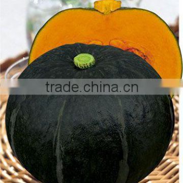 HeiBao3 good flavor high resistance hybrid f1 cushaw seeds