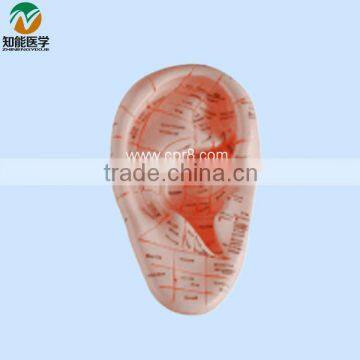 17cm Massage Used Human Ear Model