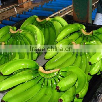 Grade A Fresh Cavendish Bananas