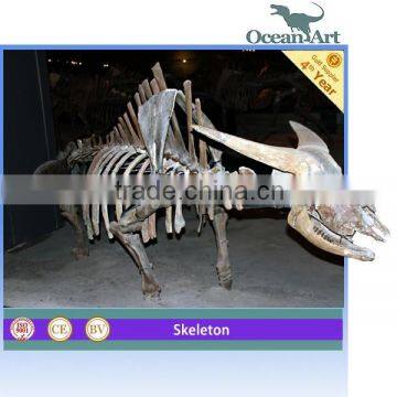 Science Education Life Size Animal Skeleton