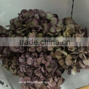 Home Choice Catalogue Fresh Preserved Flower Elegant Hydrangea For Party photo-3