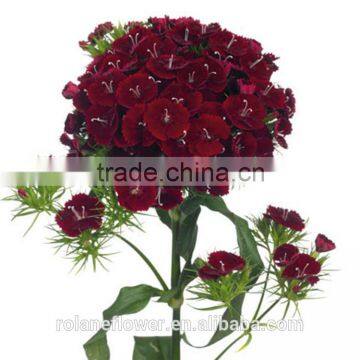 Most popular promotional flower wholesale small dianthus flowers