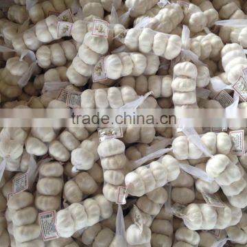 Chinese Garlic for World Market photo-2