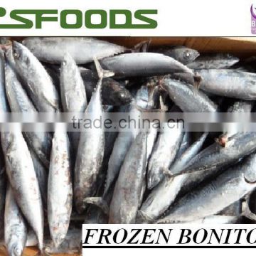 Frozen Bonito whole round