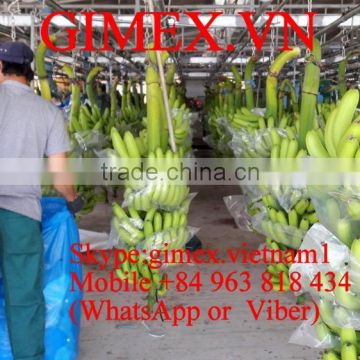 CAVENDISH BANANA CHEAP PRICE