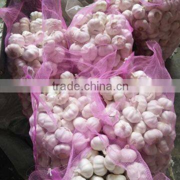 pure white garlic 5.0cm