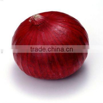 Lowest price fresh red onion