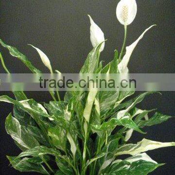 Spathiphyllum wallisii petite variegata Variegated Peace Lily