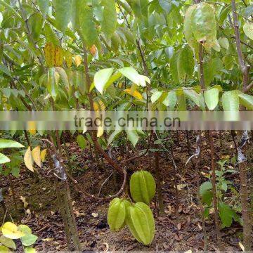 Carambola Fruit Tress Seedling