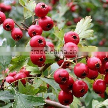 hawthorn berry plants