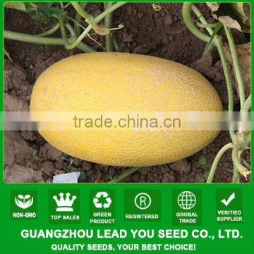 ASM181 Yinjia quality hybrid melon seeds f1 from China