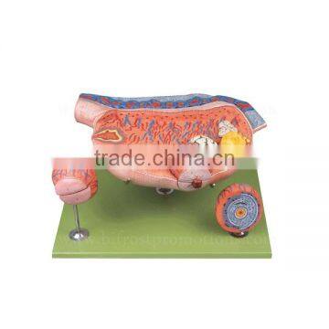 Ovary Human Body Anatomy Organs Female Genital Model photo-2