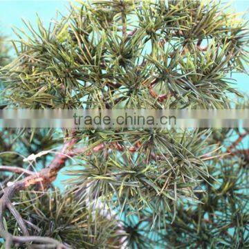 Home Garden Decoration 50cm to 160 cm Hight Small Indoor Canadian Artificial Green Pot Plastic Similar Pine Trees ELSPZ02 0905 photo-6