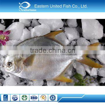 IQF hot selling best golden pomfret