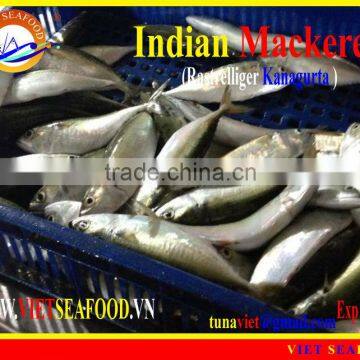 FROZEN W/R INDIAN MACKEREL