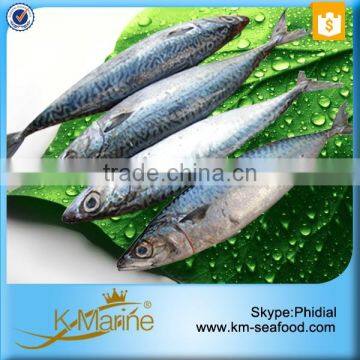 Frozen Mackerel From China Seafood Market