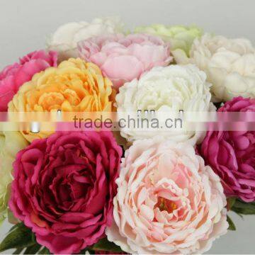peony flower head flower 27749P