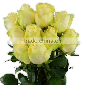 Hot sale decoration flower name flower picture fresh cut flowers peach avalanche rose for decoration from china