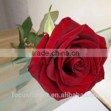 high quality wholesale hobby lobby wholesale flowers rose for home decoration