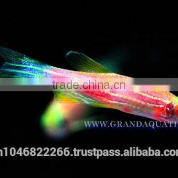 Pink Danio Fish Farm For Sale and Aquarium Fish Export photo-2